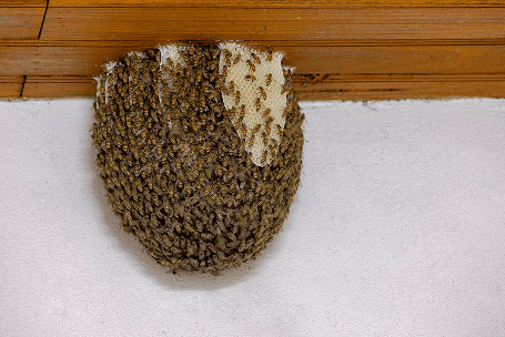 Bees