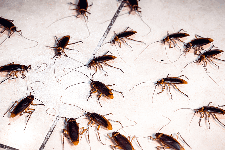 Cockroaches