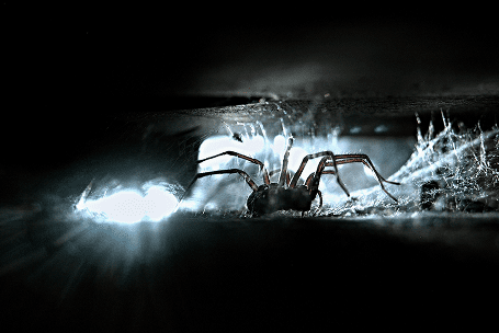 Ground Spider