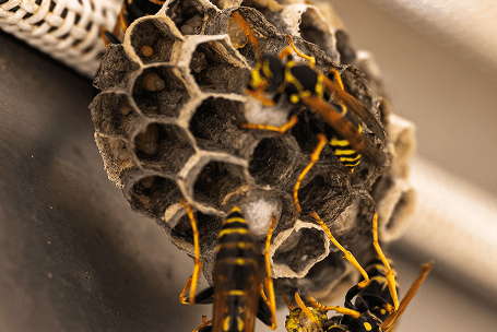 Paper Wasps