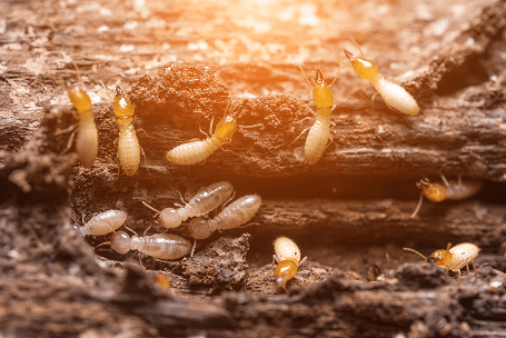 Termites